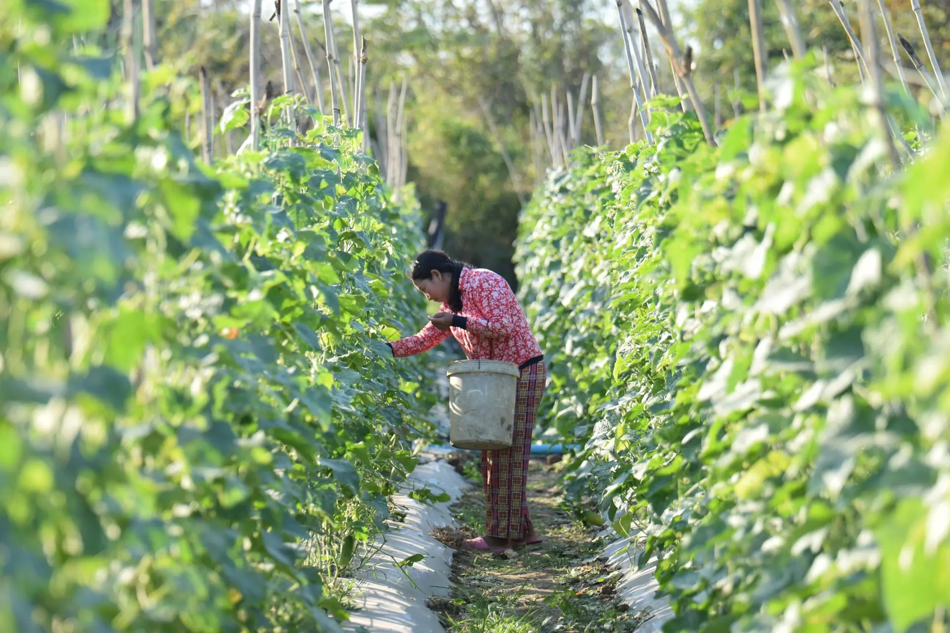 Photo by Makara Eam: https://www.pexels.com/photo/a-woman-harvesting-crops-8232764/